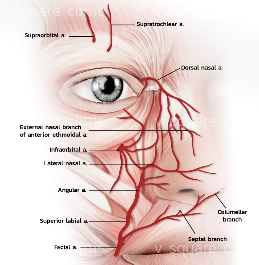 Dorsal Nasal Artery เชื่อมต่อไปยังลูกตา
