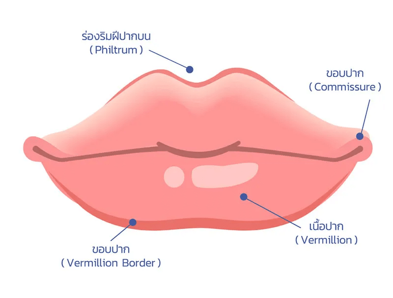 เทคนิคฉีดฟิลเลอร์ปาก