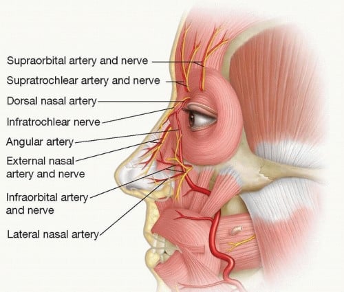 Dorsal nasal artery