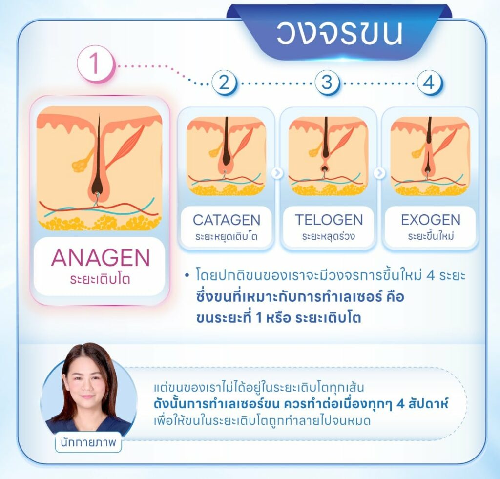 วงจรการงอกของเส้นขน