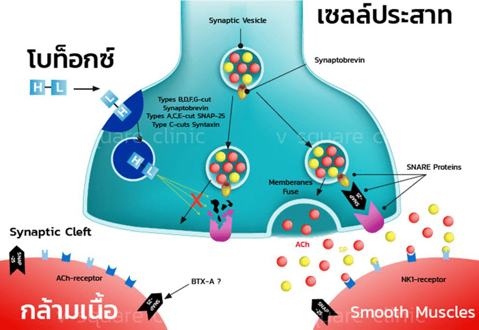 โบท็อก inBo หลักการทำงาน