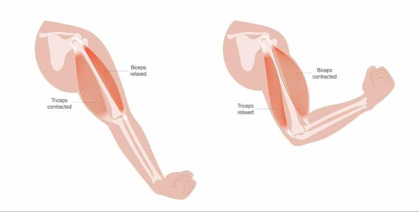 กล้ามเนื้อ Biceps และ Triceps