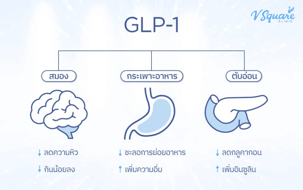การทำงานของ Semaglutide- GLP-1
